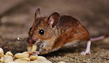 24 Hour & Emergency Exterminators in Hamilton Square, NJ